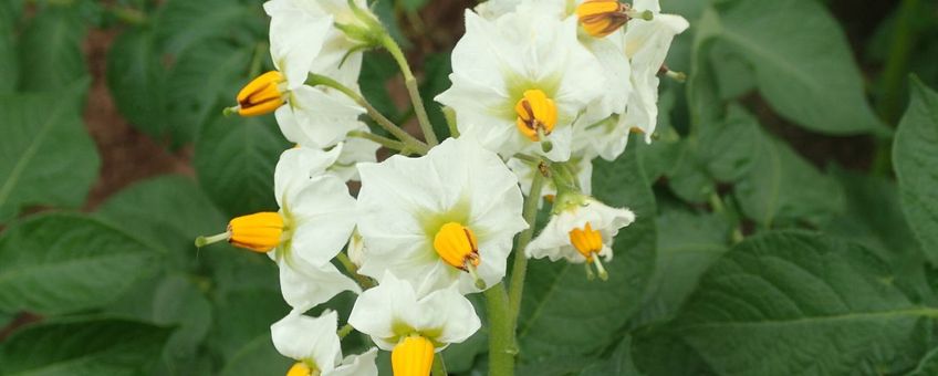 aardappelplant bloem IVN