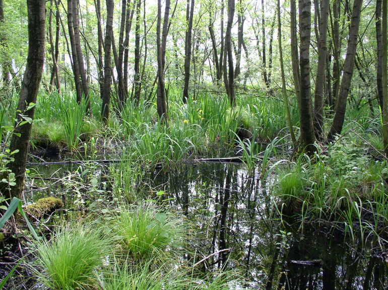 Elzenbroekbos in laagveengebied