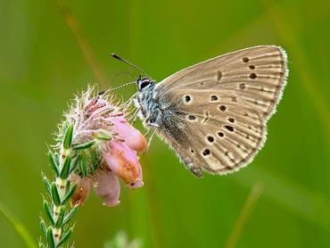 Gentiaanblauwtje is ernstig bedreigd