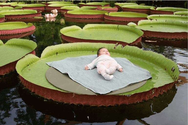 Baby op het blad van de reuzenwaterlelie in Diergaarde Blijdorp