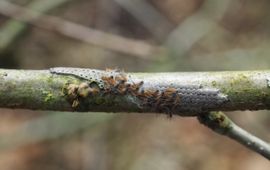 Ei-uitkomst eikenprocessierups op zomereik (Quercus robur) op 31 maart 2024