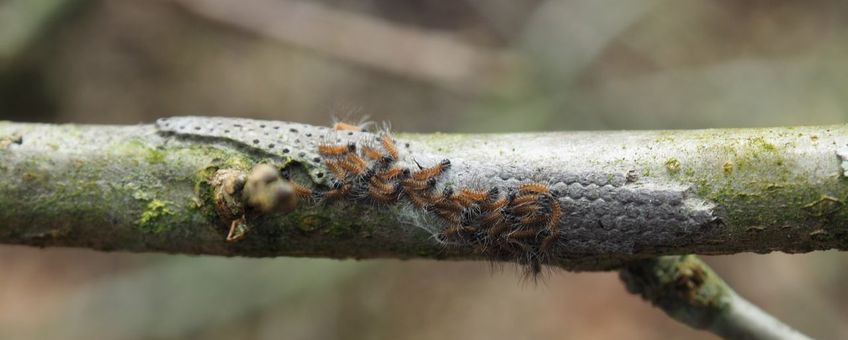 Ei-uitkomst eikenprocessierups op zomereik (Quercus robur) op 31 maart 2024