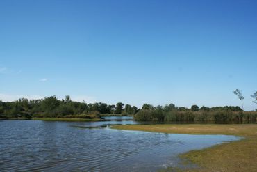 Droge oeverzone in het Greveschutven