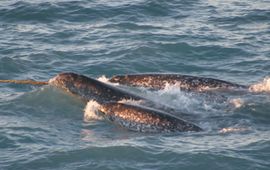 A pod of narwhals