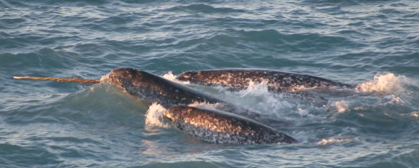 A pod of narwhals