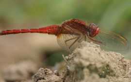 Staatsbosbeheer De vuurlibel houdt van een wat warmer klimaat. Hij komt in Zuid-Europa voor, tot net in Nederland.