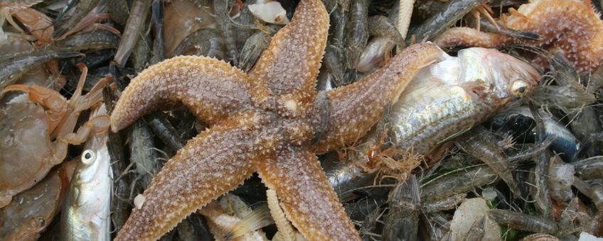 Bemonstering tijdens de Demersal Fish Survey in de Voordelta (eenmalig WUR)