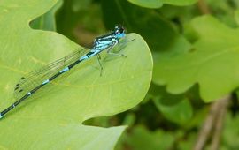 variabele waterjuffer - primair