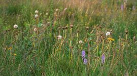 Heischraal grasland Holtingerveld