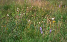 Heischraal grasland Holtingerveld