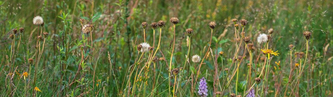 Heischraal grasland Holtingerveld