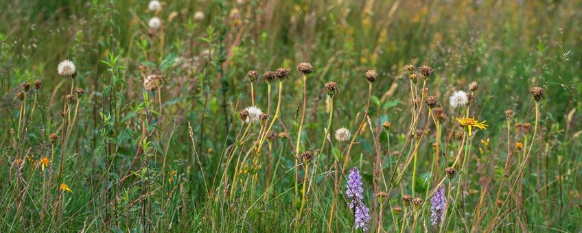Heischraal grasland Holtingerveld