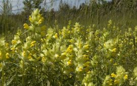 Grote ratelaar Saxifraga