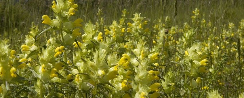 Grote ratelaar Saxifraga