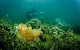 Onderzoek naar leefgebied inheemse kwal in Caribisch gebied