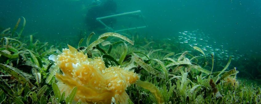 Onderzoek naar leefgebied inheemse kwal in Caribisch gebied