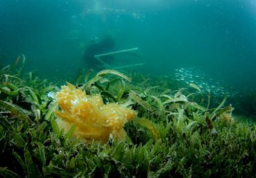 Researching the habitat of the upside-down jellyfish