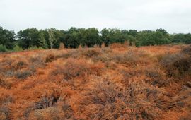 verdroogde struikheide, half aug.2018