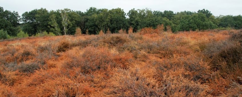 verdroogde struikheide, half aug.2018