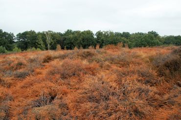 Verdroogde struikheide, augustus 2018