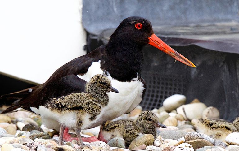 Een scholekster met drie kuikens. Op de achtergrond zie je een stuk gaas dat voorkomt dat de jongen in het riool verdwijnen