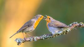 Erithacus rubecula, Roodborst - origineel iets bijgesneden (header)