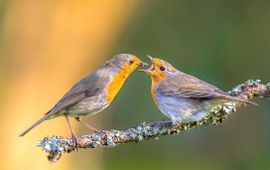 Erithacus rubecula, Roodborst - origineel iets bijgesneden (header)