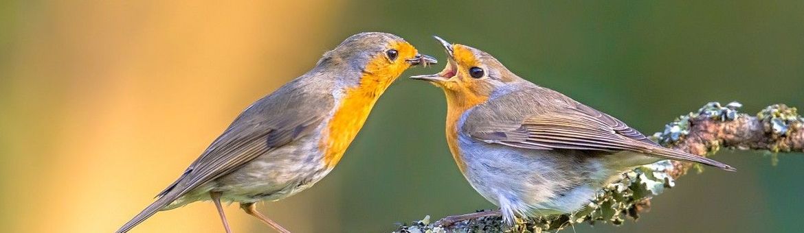 Erithacus rubecula, Roodborst - origineel iets bijgesneden (header)