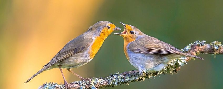 Erithacus rubecula, Roodborst - origineel iets bijgesneden (header)