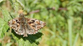 Kaasjeskruiddikkopje - primair