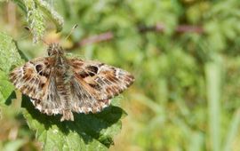 Kaasjeskruiddikkopje - primair