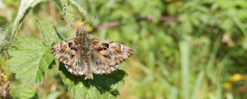 Kaasjeskruiddikkopje - primair