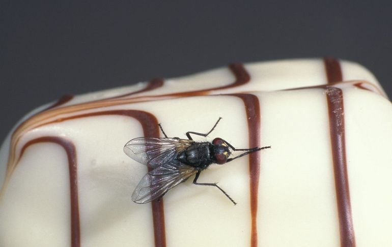 Huisvliegen kunnen vast voedsel eten, maar alleen nadat ze er eerst overheen hebben gespuugd. Hun speeksel maakt vaste stoffen vloeibaar