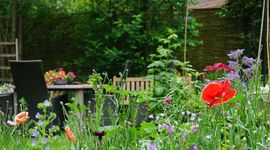 Wilde bloemen en kruiden in een stadstuin