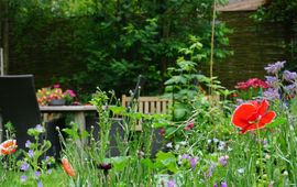 Wilde bloemen en kruiden in een stadstuin
