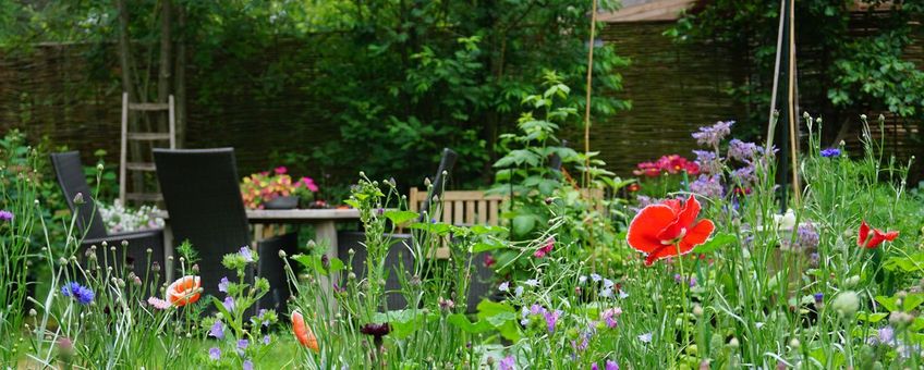 Wilde bloemen en kruiden in een stadstuin