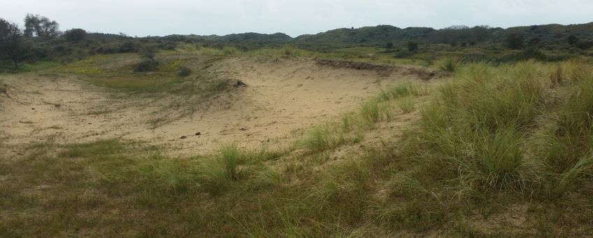 Duingebied in Kennemerland-Zuid