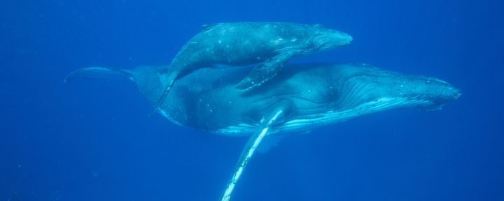 Nature Today Shell Begint Seismisch Onderzoek Voor Zuid Afrikaanse Kust