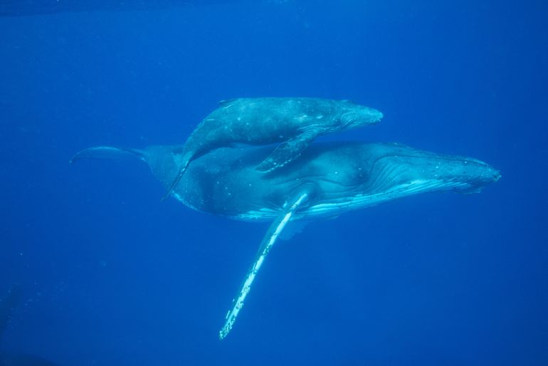 Bultrug met kalf. Moeder en kind communiceren zachtjes om geen roofdieren aan te trekken 