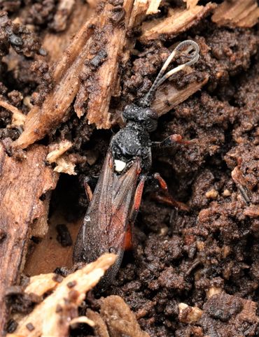 Vrouwtje Ichneumon bucculentus op overwinteringsplek. De gastheer van deze soort is de bonte grasuil (Cerapteryx graminis)