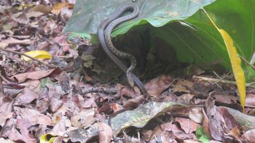 Red-bellied racer along the Sandy-Cruz Trail on Saba