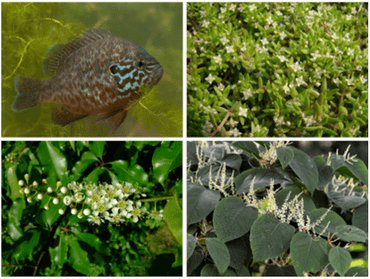 De vier voorbeeldsoorten uit het project: zonnebaars, Amerikaanse vogelkers, Aziatische duizendknopen en watercrassula