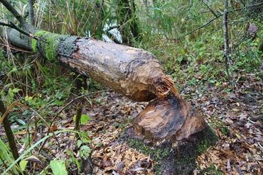 Sporen van de bever in het ooibos