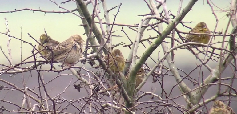 Grauwe Gors tussen de Geelgorzen bij het wintervoedselveldje in Boerenbuitengebied Muntendam