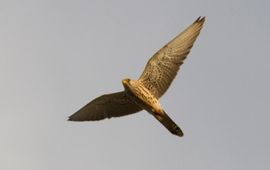 Eindredactie Belgie Kleine torenvalk