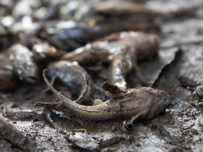 Dode rivierdonderpad in drooggevallen beek