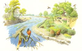 Jeroen Helmer / ARK Natuurontwikkeling Rivierbosweide