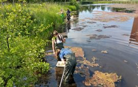 Studenten helpen bij het testen beeldherkenning in platform Waterdiertjes.nl
