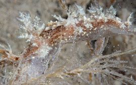 Peter H van Bragt Een Onverwachte boompjeslak uit de Oosterschelde waarvan de identiteit is bevestigd met DNA-onderzoek door het Naturalis ARISE-team.
