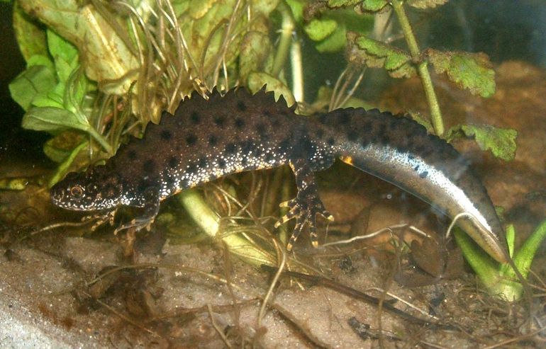 Mannelijke kamsalamanders zijn in de paartijd extravagant getooid